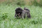 BOUVIER DES FLANDRES 201